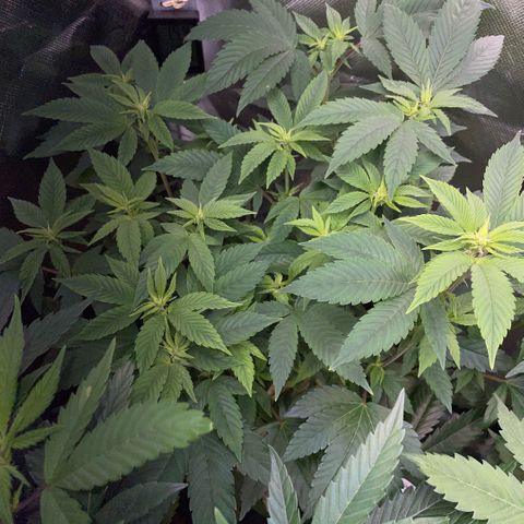 Big Bud 1 Klon 1 by KilliczGe growlog timeline photo