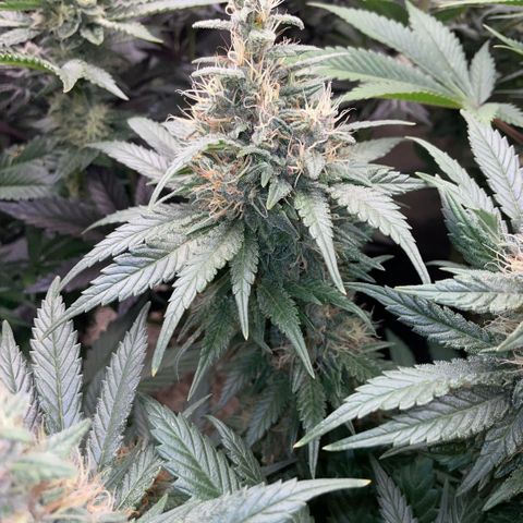 Permanent Marker by KilliczGe growlog timeline photo