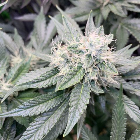 Purple Zkittlez #2 by KilliczGe growlog timeline photo