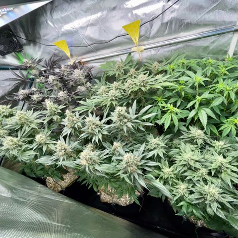 Cereal Milk #3 by KilliczGe growlog timeline photo