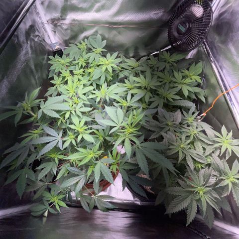 Dante’s Inferno - Mile High Dave by KilliczGe growlog timeline photo