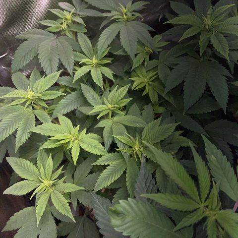 Big Bud 1 Klon 1 by KilliczGe growlog timeline photo
