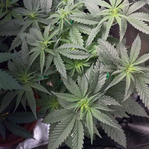 Dante’s Inferno - Mile High Dave by KilliczGe growlog timeline photo