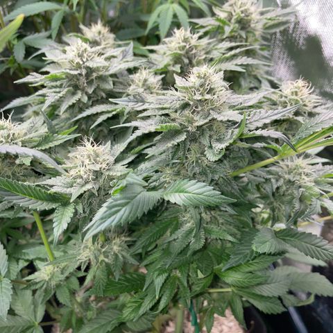 Big Bud by KilliczGe growlog timeline photo