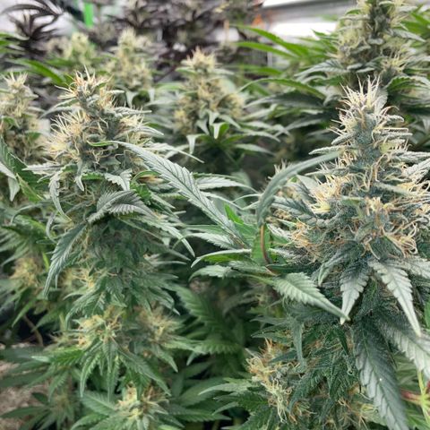 Permanent Marker by KilliczGe growlog timeline photo