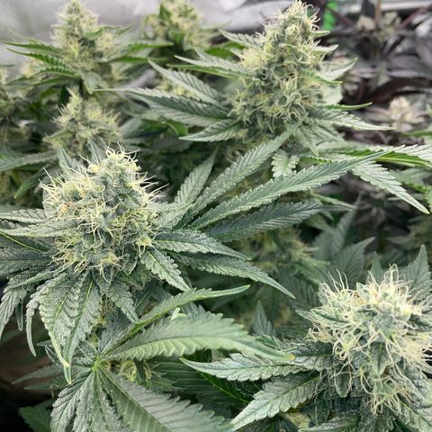 Purple Zkittlez #2 by KilliczGe growlog timeline photo