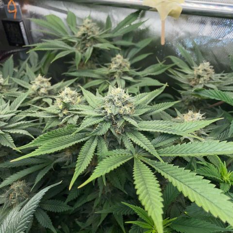 Purple Zkittlez #1 by KilliczGe growlog timeline photo