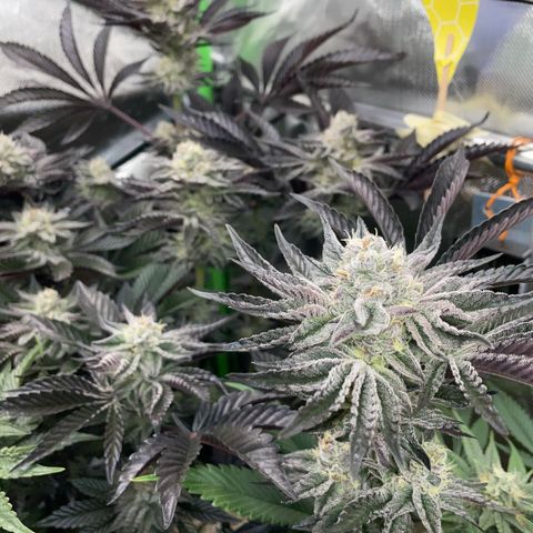 Cereal Milk #3 by KilliczGe growlog timeline photo