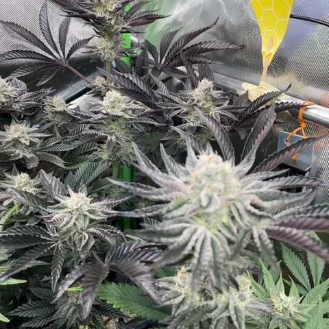 Cereal Milk #3 by KilliczGe growlog timeline photo