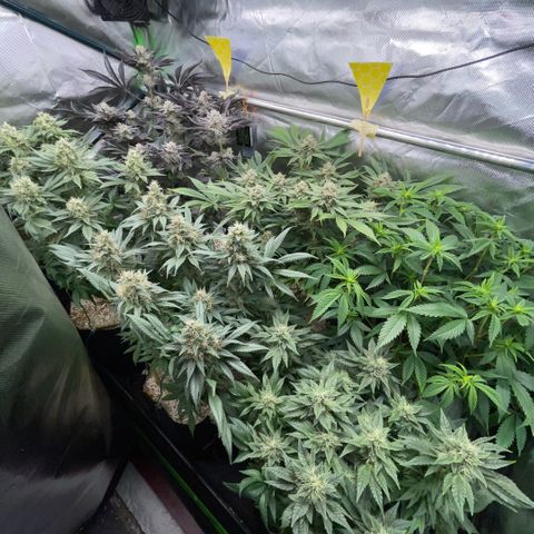 Cereal Milk #3 by KilliczGe growlog timeline photo