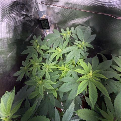 Big Bud 1 Klon 1 by KilliczGe growlog timeline photo