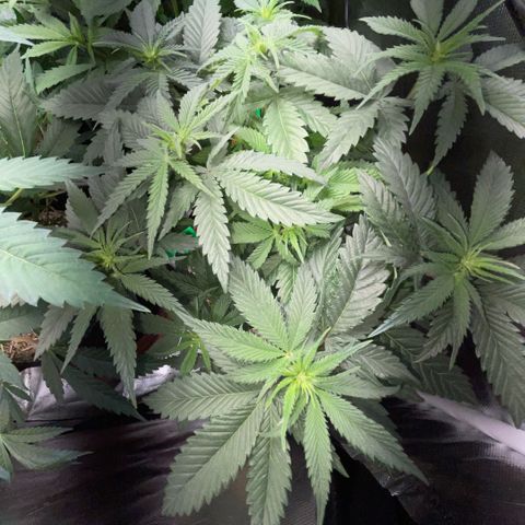 Dante’s Inferno - Mile High Dave by KilliczGe growlog timeline photo