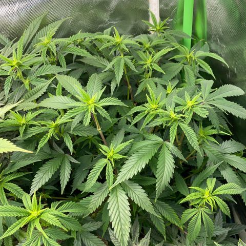 Tangerine Dream Clon #1 by KilliczGe growlog timeline photo
