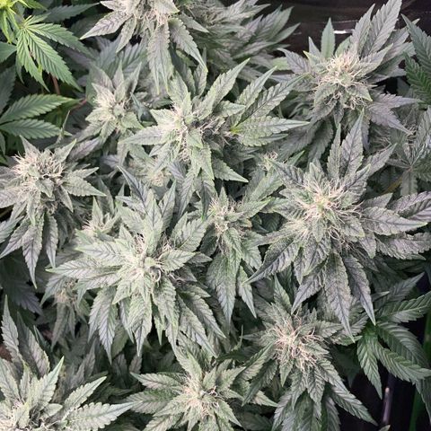 Big Bud by KilliczGe growlog timeline photo