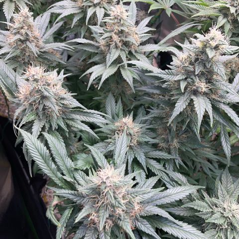 Permanent Marker by KilliczGe growlog timeline photo