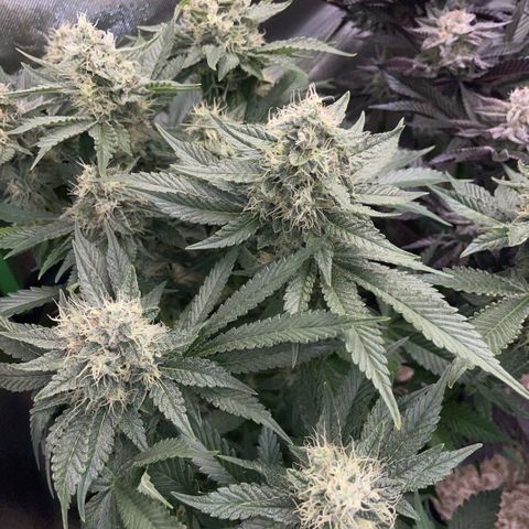 Purple Zkittlez #2 by KilliczGe growlog timeline photo