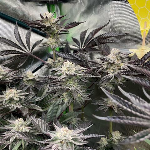 Cereal Milk #3 by KilliczGe growlog timeline photo