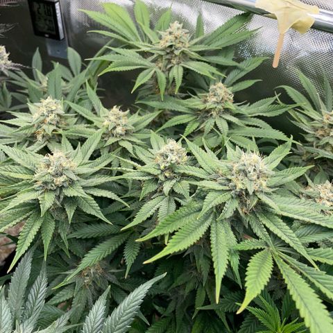 Purple Zkittlez #1 by KilliczGe growlog timeline photo