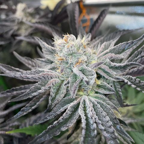 Cereal Milk #3 by KilliczGe growlog timeline photo