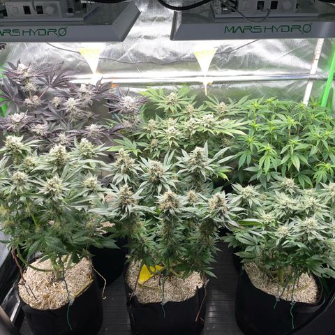 Cereal Milk #3 by KilliczGe growlog timeline photo