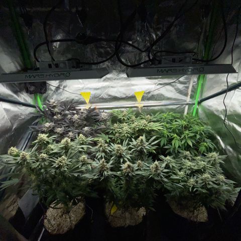 Cereal Milk #3 by KilliczGe growlog timeline photo