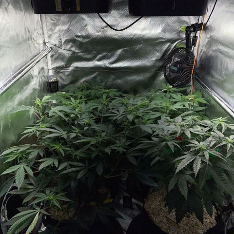 Dante’s Inferno - Mile High Dave by KilliczGe growlog timeline photo