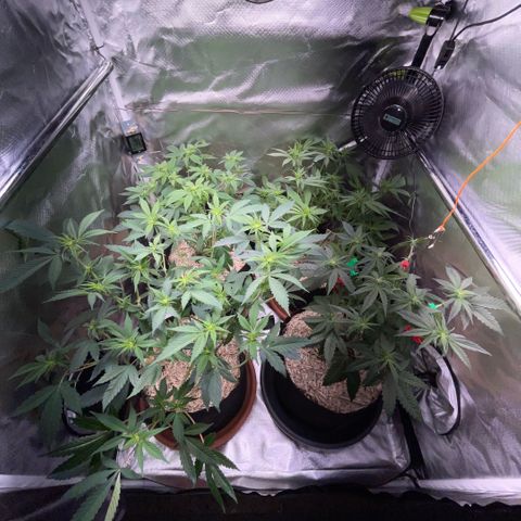 Dante’s Inferno - Mile High Dave by KilliczGe growlog timeline photo