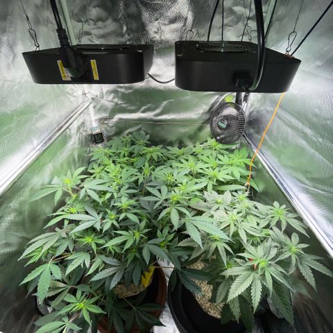 Dante’s Inferno - Mile High Dave by KilliczGe growlog timeline photo