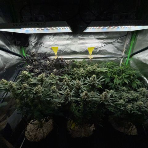 Cereal Milk #3 by KilliczGe growlog timeline photo