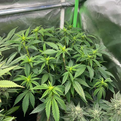 Tangerine Dream Clon #1 by KilliczGe growlog timeline photo