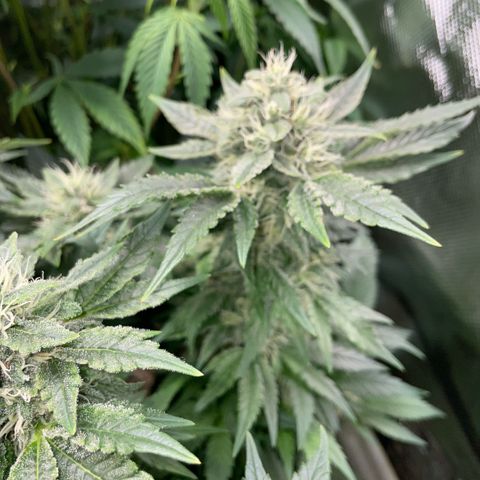 Big Bud by KilliczGe growlog timeline photo
