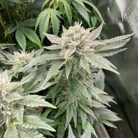Big Bud by KilliczGe growlog timeline photo