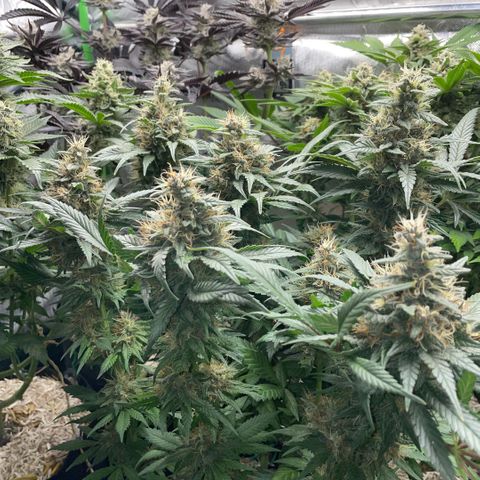 Permanent Marker by KilliczGe growlog timeline photo