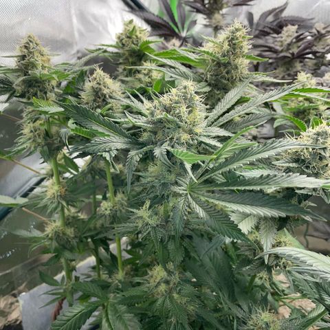 Purple Zkittlez #2 by KilliczGe growlog timeline photo