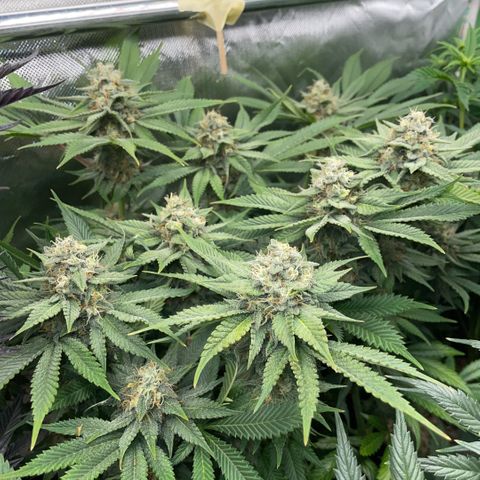 Purple Zkittlez #1 by KilliczGe growlog timeline photo