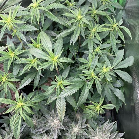 Tangerine Dream Clon #1 by KilliczGe growlog timeline photo