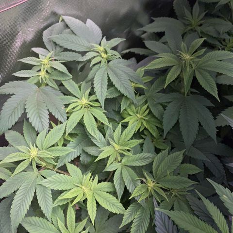 Big Bud 1 Klon 1 by KilliczGe growlog timeline photo