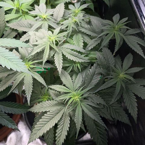 Dante’s Inferno - Mile High Dave by KilliczGe growlog timeline photo