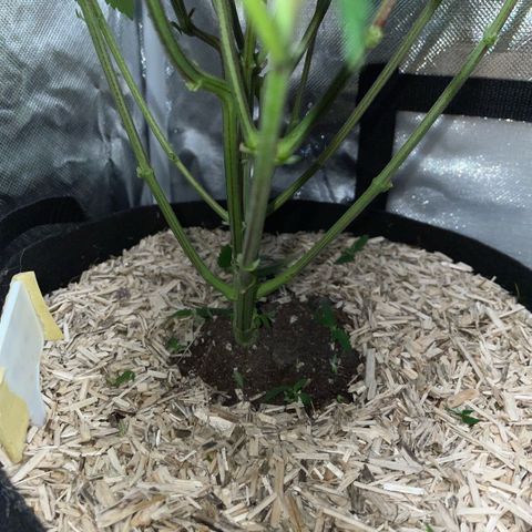 Big Bud 1 Klon 1 by KilliczGe growlog timeline photo