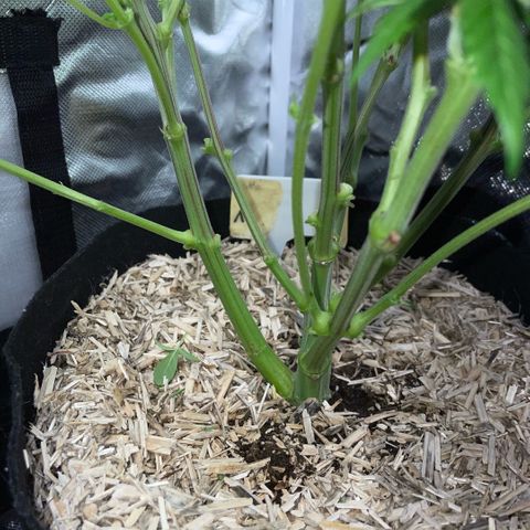Permanent Marker 1 Klon 1 by KilliczGe growlog timeline photo