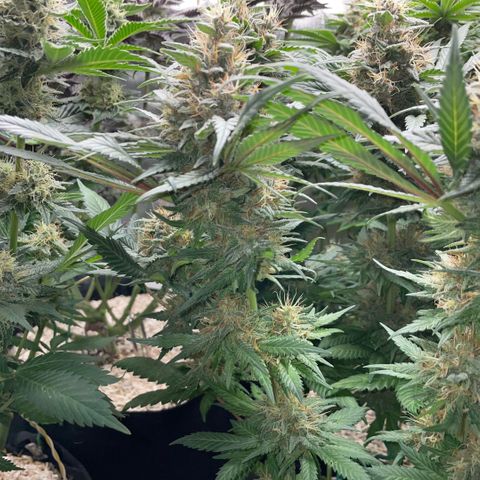 Permanent Marker by KilliczGe growlog timeline photo