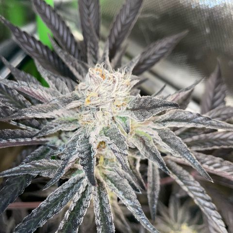 Cereal Milk #3 by KilliczGe growlog timeline photo