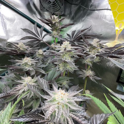 Cereal Milk #3 by KilliczGe growlog timeline photo