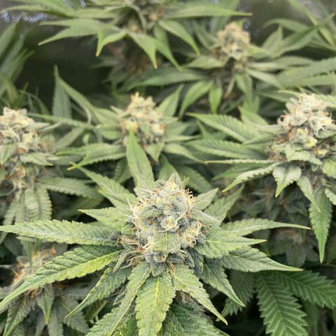 Purple Zkittlez #1 by KilliczGe growlog timeline photo