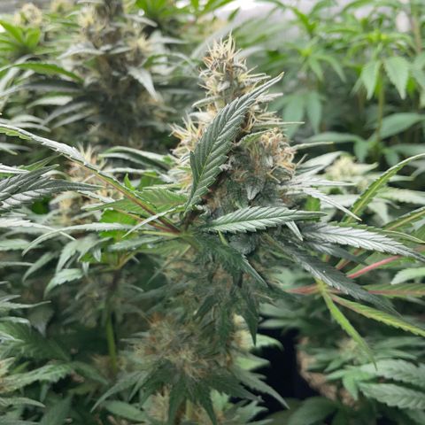 Permanent Marker by KilliczGe growlog timeline photo