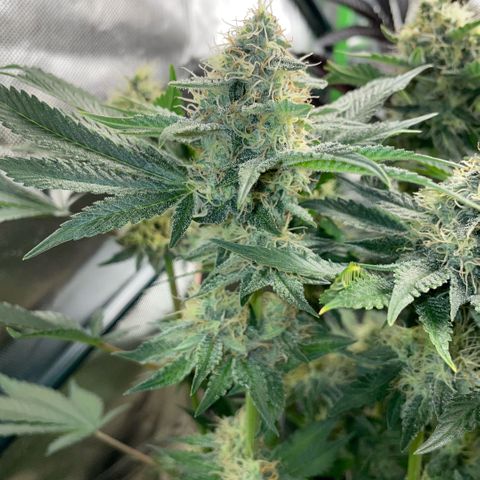 Purple Zkittlez #2 by KilliczGe growlog timeline photo