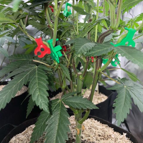 Dante’s Inferno - Mile High Dave by KilliczGe growlog timeline photo