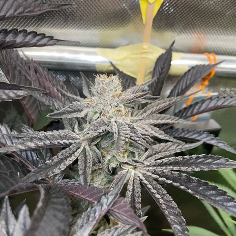 Cereal Milk #3 by KilliczGe growlog timeline photo