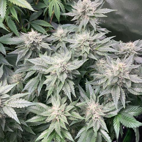 Big Bud by KilliczGe growlog timeline photo