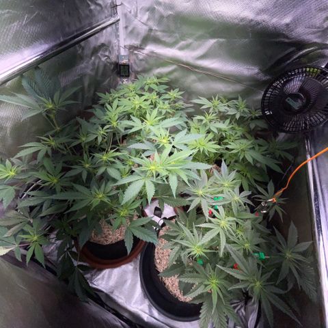 Dante’s Inferno - Mile High Dave by KilliczGe growlog timeline photo